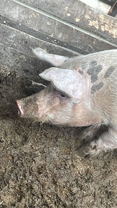 Продам  кабана на осіменення