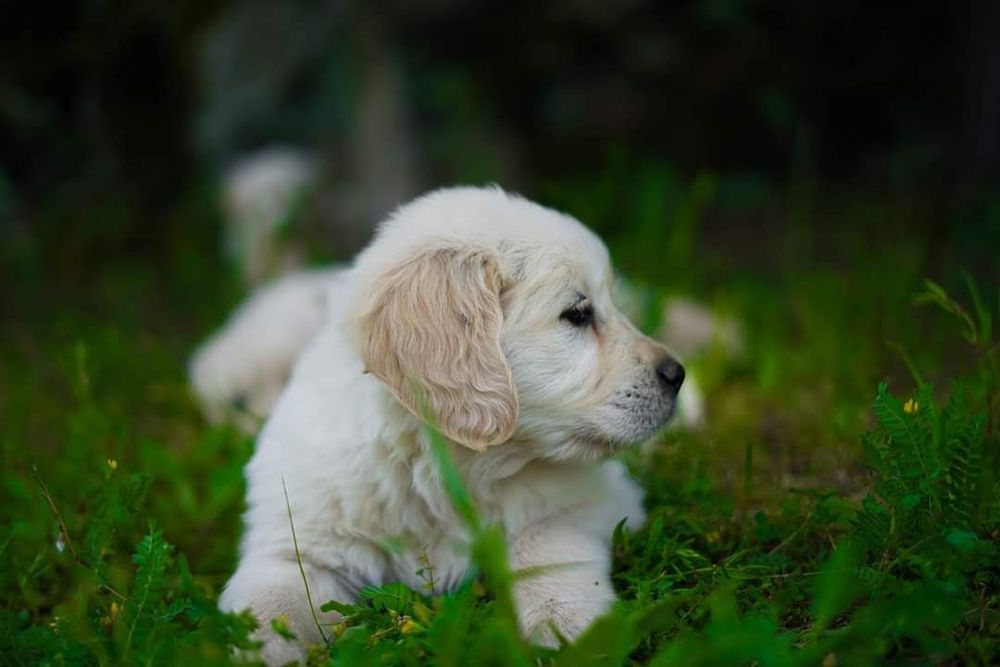 Golden Retriever com LOP