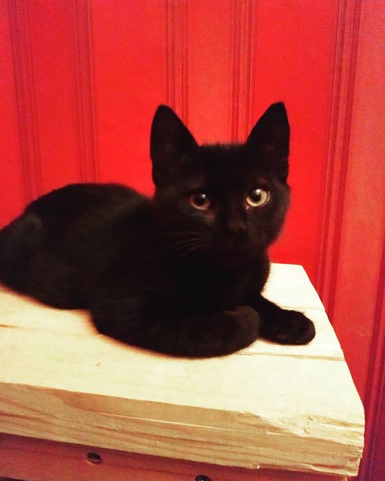 Хлопчик в добрі руки