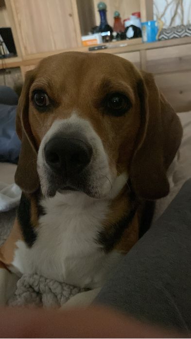 Estadias em Hotel Familiar para Cães