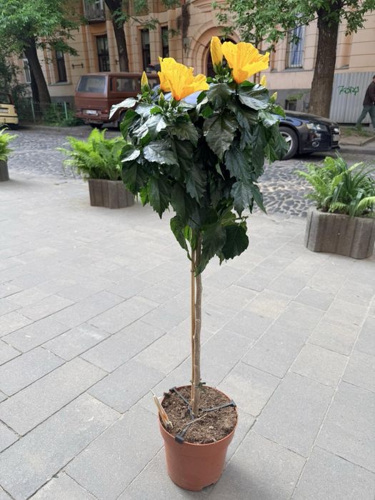 Стреліція, драцена, фікус, гібіскус на штамі, шифлера, юка