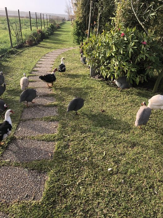 Ovos galinhas de angola fracas para chocar