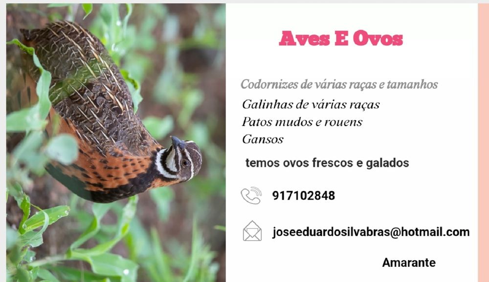 Codornizes da China e outras