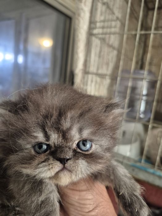 Menino smoke lindissimo