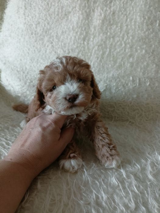 Maltipoo - maltańczyk & pudel toy