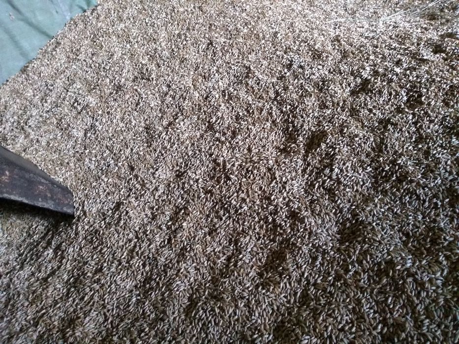 Pszenżyto z wyką ozimą