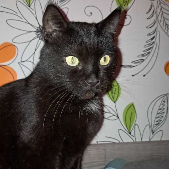 Пропал домашний кот Кэш