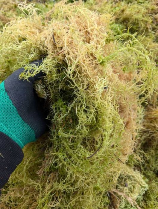 Мох болотяний сфагнум