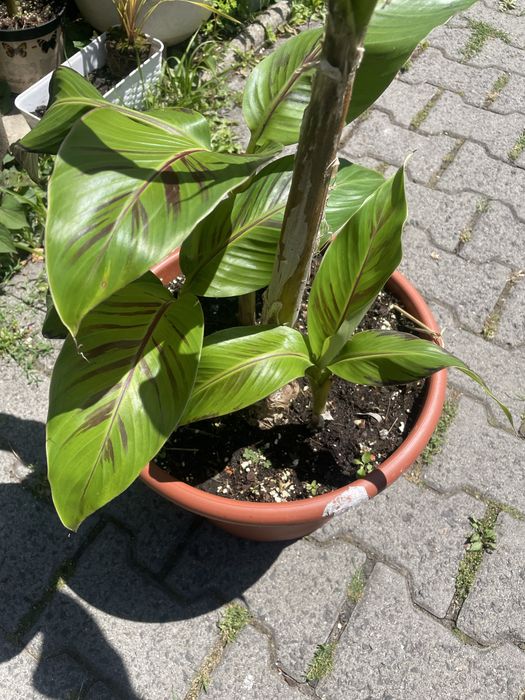 Musa sikkimensis 'Red Tiger'cala donica