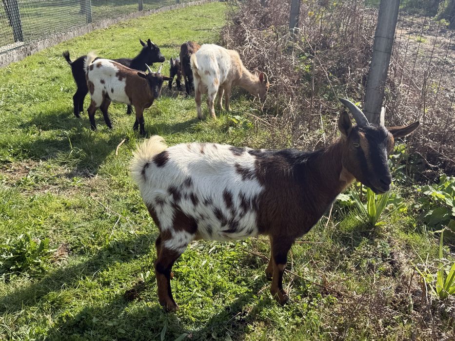 Rebanho de 7 cabras anas