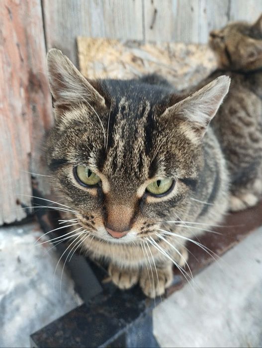 Подарую котика, кішка, котеня