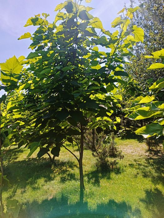 Surmia katalpa wielokwiatowa