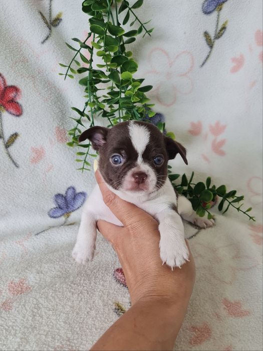 Excelente mini menino chihuahua/chiuaua Linhagem Russa.Qualidade