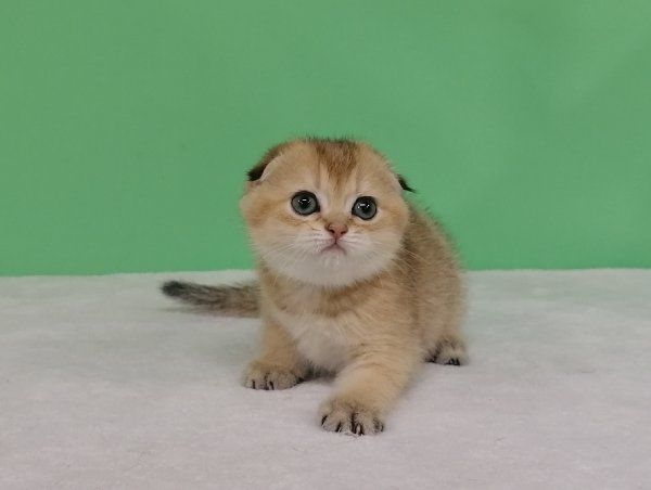 Золотая красоточка Зирка