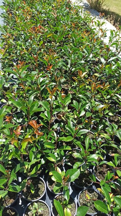 Photinia para fazer sebe