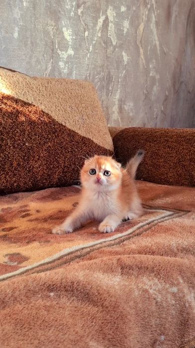 Идеальная во всем ny11 золотая шиншилла