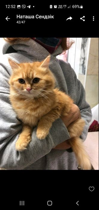 Кошенята підлітки