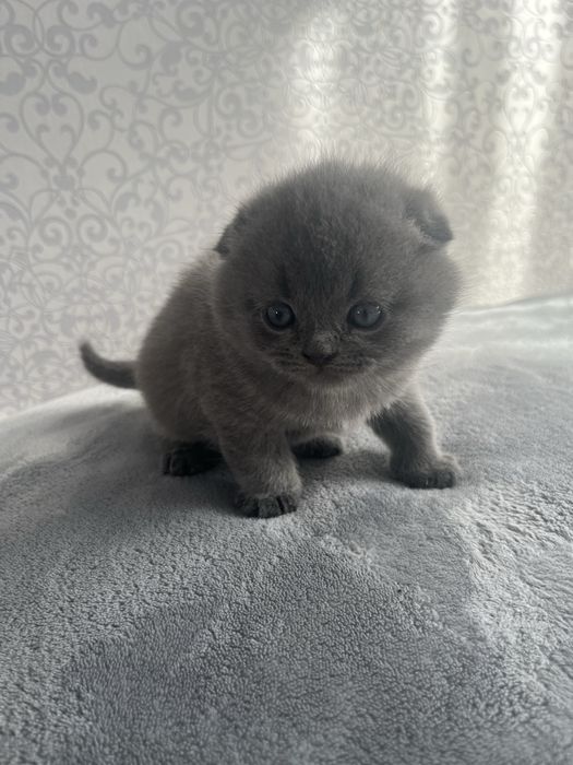 Британські кошенята