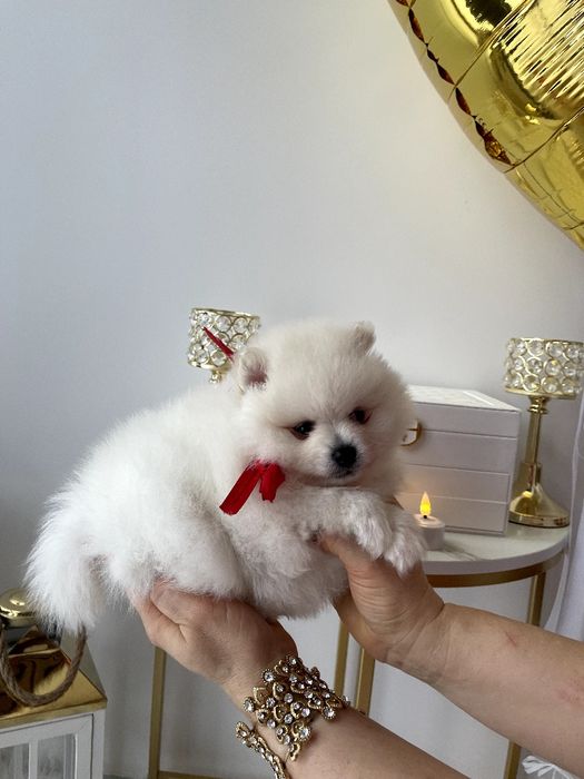 Померанські шпіци — Гарантовано закохаєтесь з першого погляду