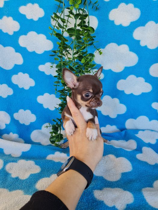 Excecional menina mini mini Chihuahua/Chiuaua,LinhagemRussa de Qualidd