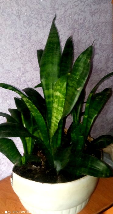Сансивьера. Сансивьера ханна. Аглаонема. Антуриум.