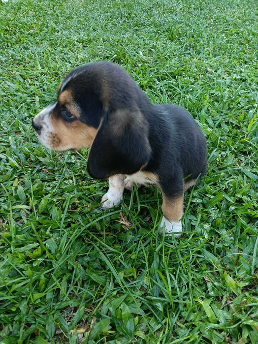 Beagle macho belíssimo