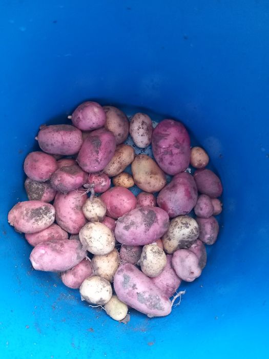 Cebolas novas e batatas novas boa qualidade