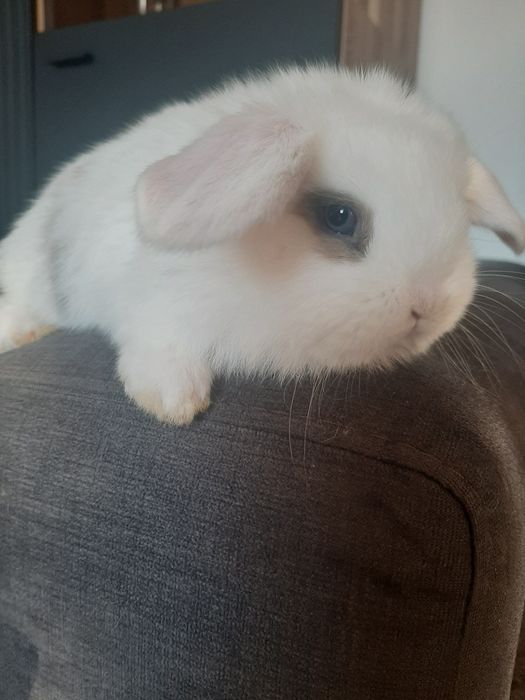 Kroliki baranek miniaturka karzelek mini lop