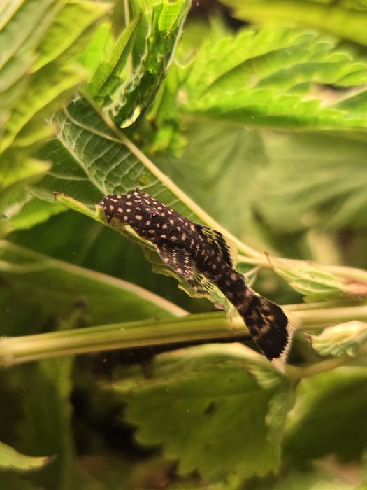 Zbrojnik pospolity - Ancistrus Sp. - glonojad