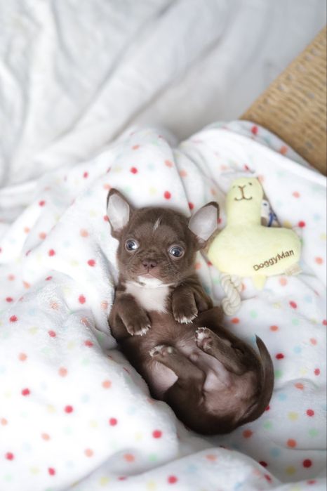 Chihuahua FCI chłopak