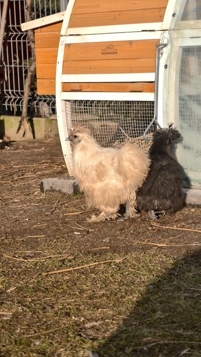 Silki jedwabiste koguciki