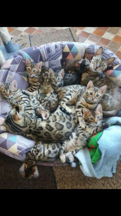 Кот бенгал вязка