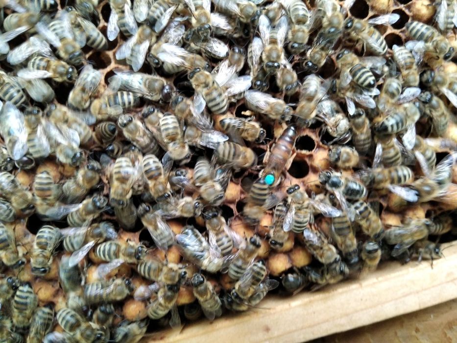 Стільникові пакети бджіл карпатської популяції