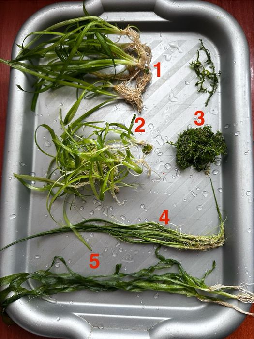 Акваріумні рослини