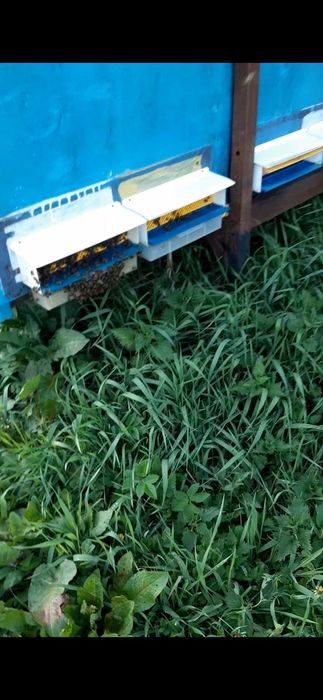 Продам пасіку  3 павільйони