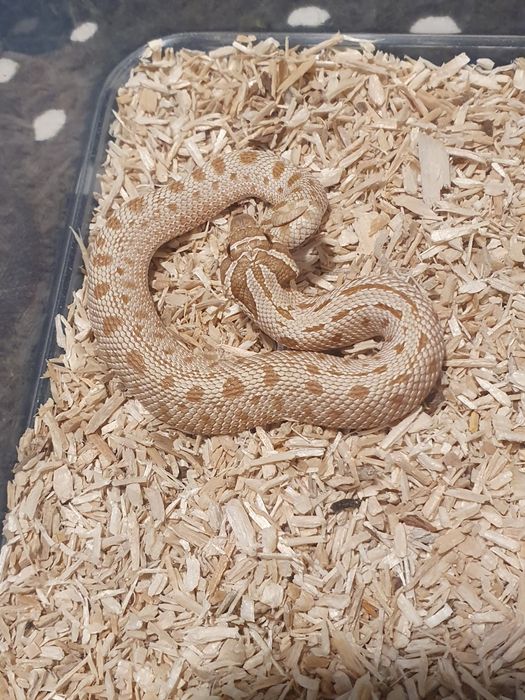 Heterodony zachodnie toffee conda wąż terrarystyka zbożowy