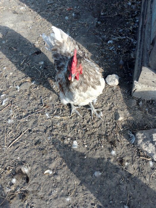 Продам петухів на плем'я.    .