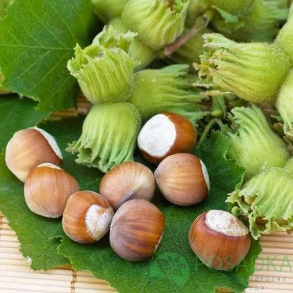 Саджанці горіхів (пекан, фундук, мигдаль, волоський) /Саженцы орехов