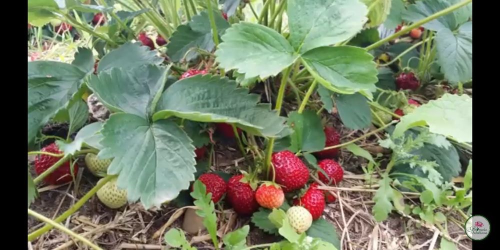 Саженцы клубники