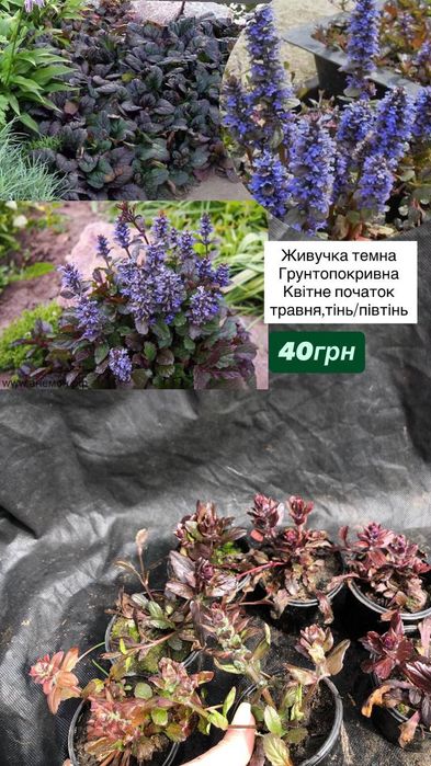 Грунтопокривні рослини мшанка вербозілля очиток фуопсис мазус живучка