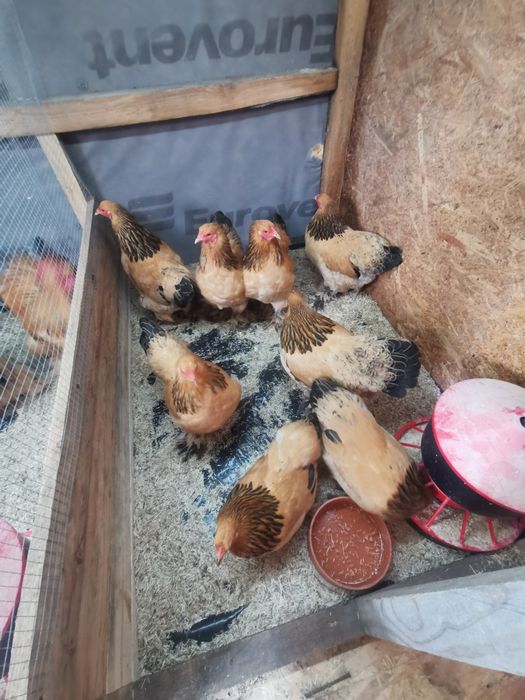 Brahma miniaturowa żółta gronostajowa czarna same kury