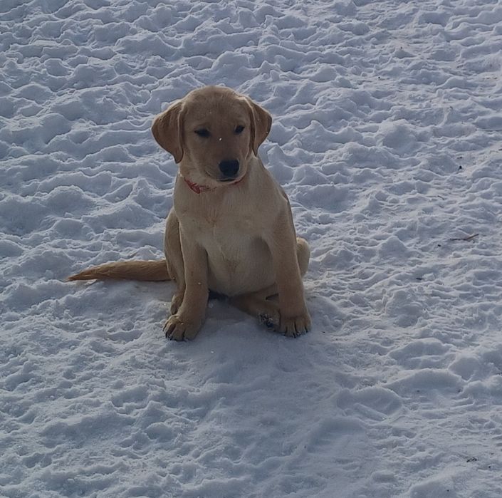 Цуценята-Лабрадорчики