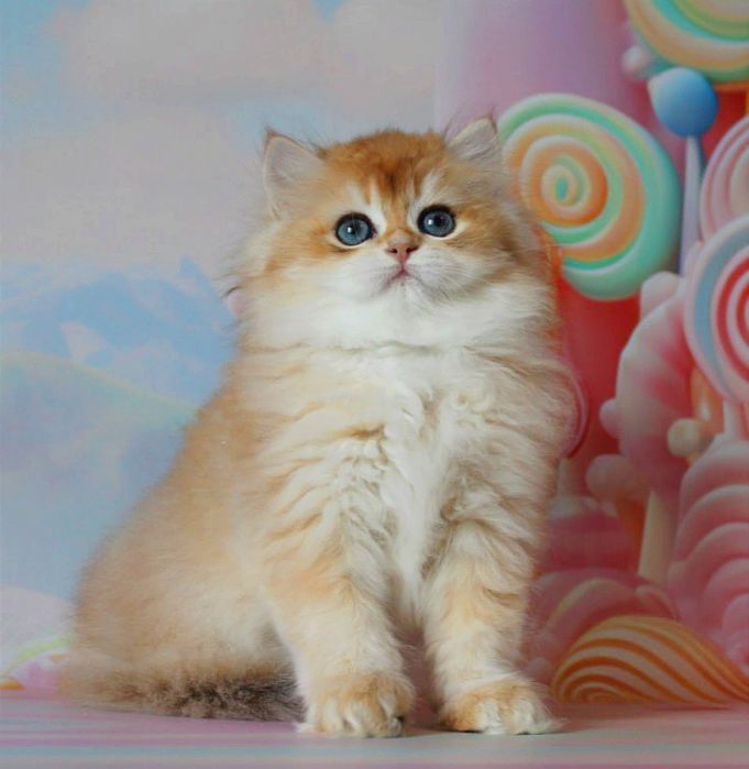 Це дитя мрія кожного, подаруйте собі щастя!