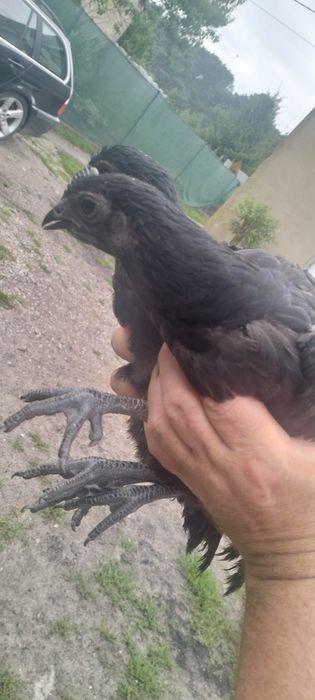 Kury i koguty ayam cemani