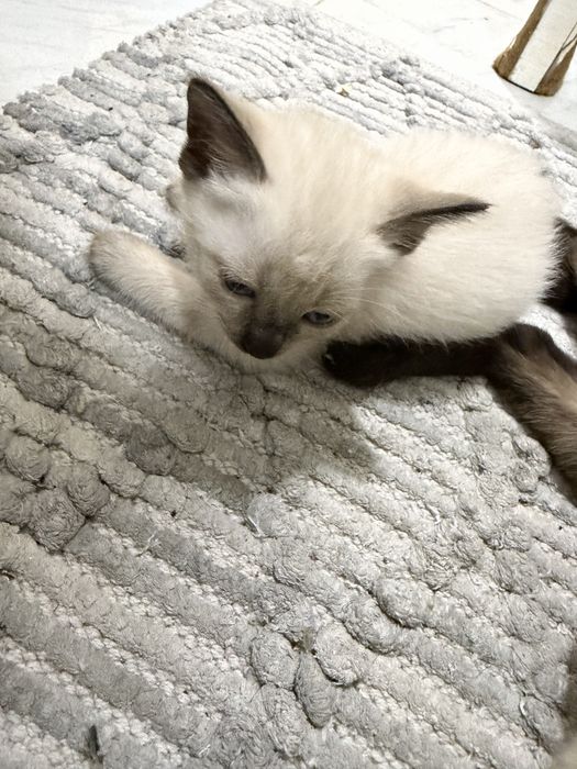 Gatos para adocão responsável