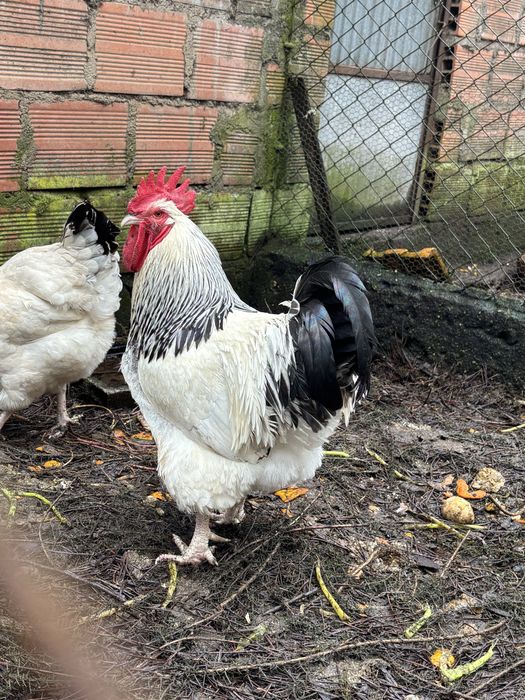 Australorp e Sussex ovos galados