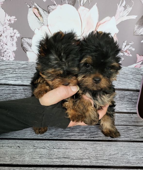 Мини йорки супер щеночки
