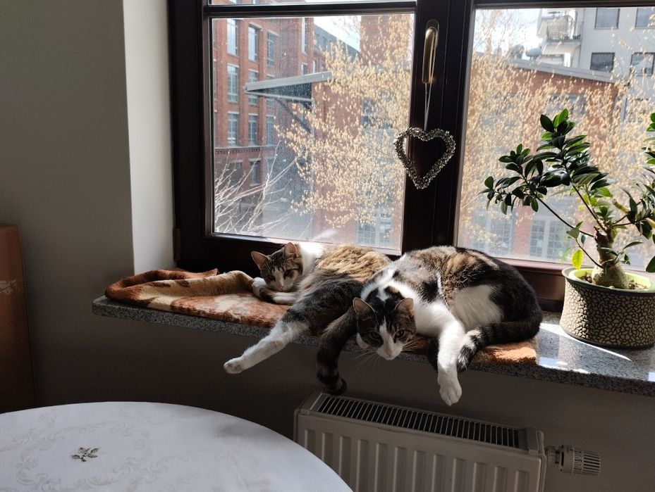 Kocia rodzina do adopcji lub na dom tymczasowy