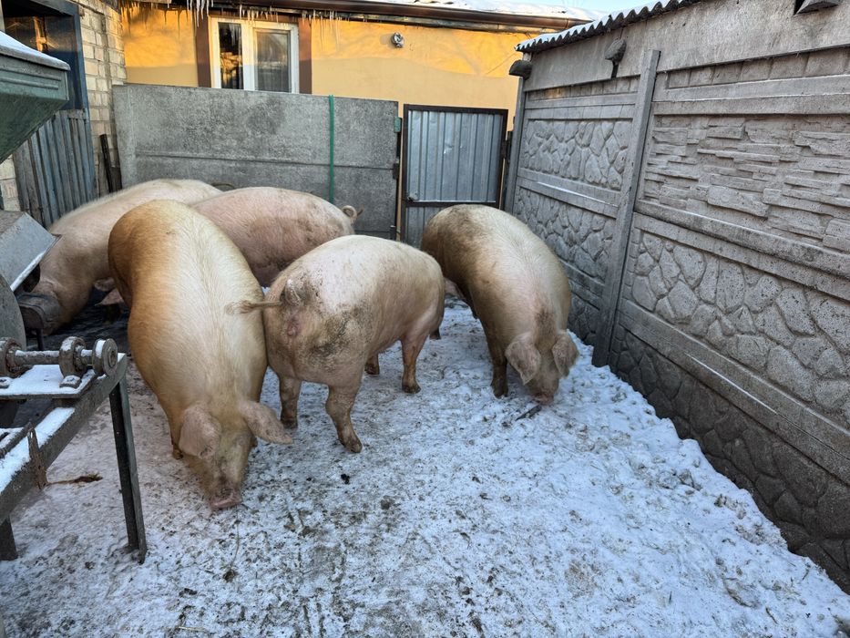 Продамо свинки вагою 180+