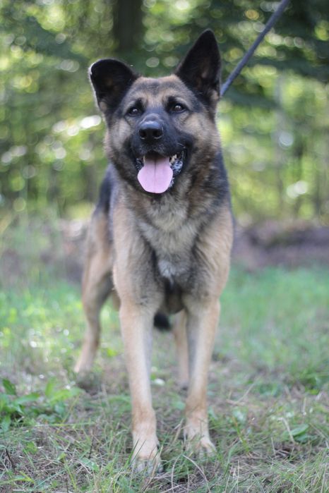 Mądry, wspaniały i przyjacielski pies na tropie domu!